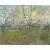 Tablou De roze boomgaard - Vincent van Gogh